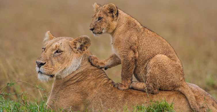 5-Day Kenya Wildlife Heritage Safari Mid-Range