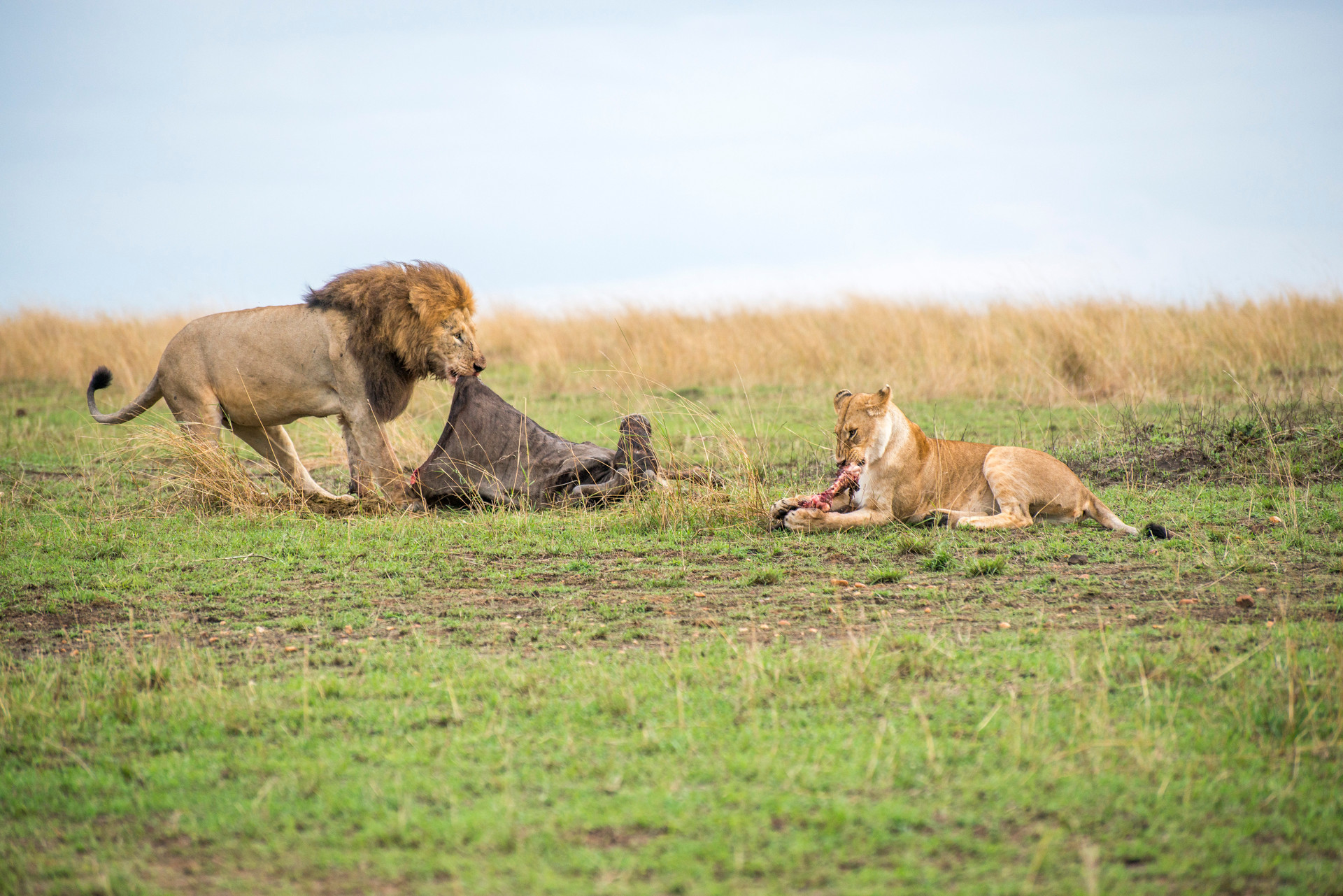  3-Day Maasai Mara Budget Tour